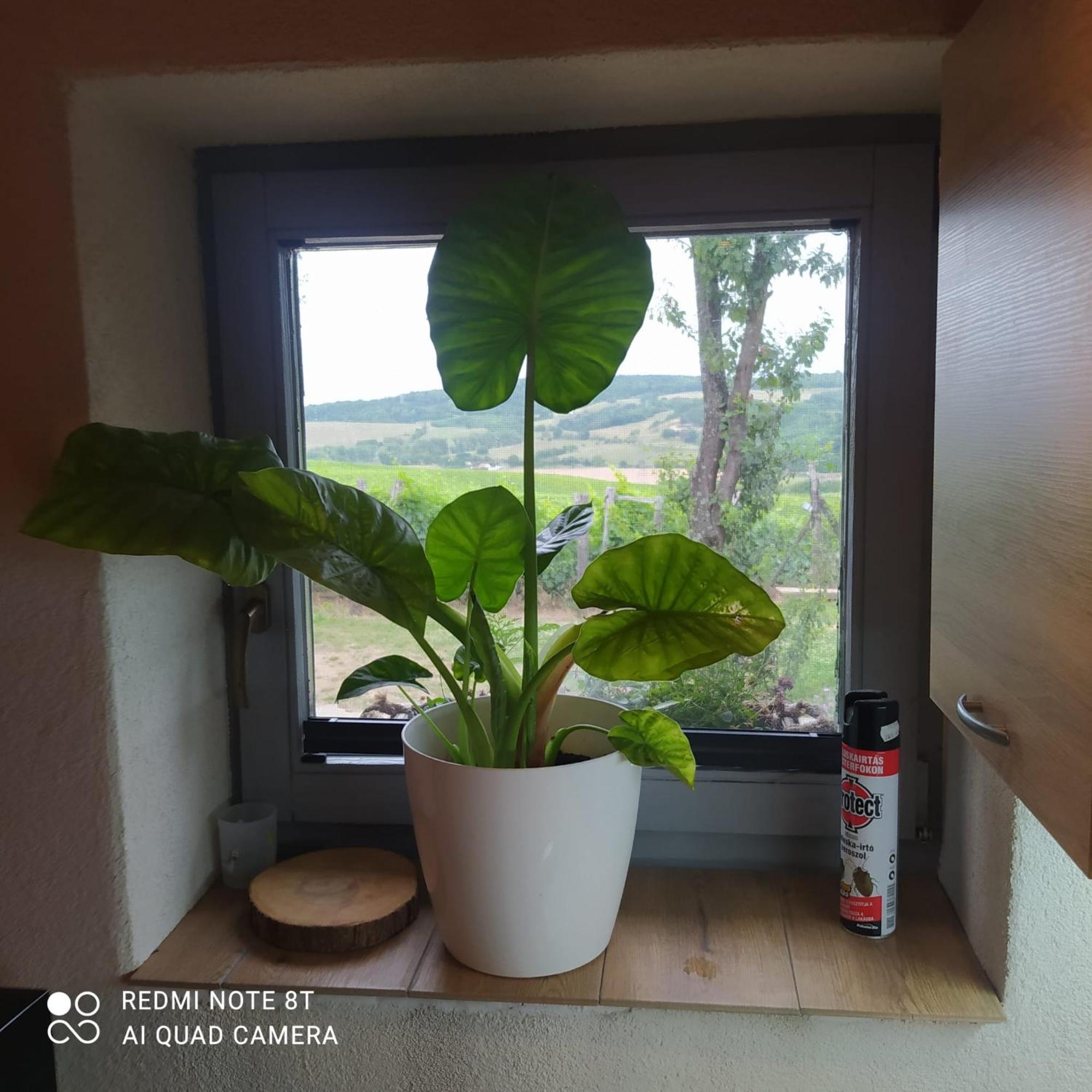 Macskajaj Vendeghaz Villa Mecseknádasd Buitenkant foto